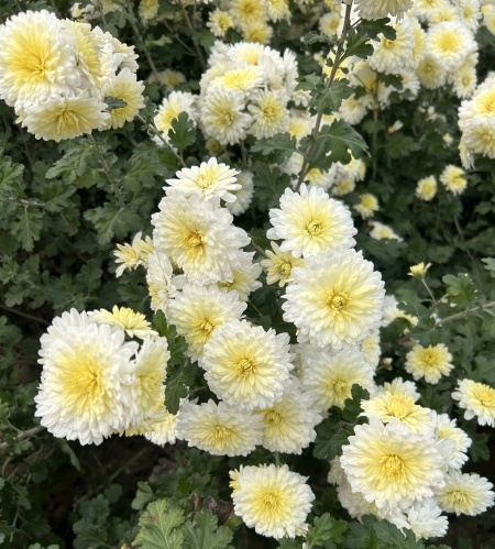 菊花